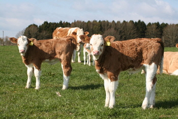 Dressogue Victorious calves