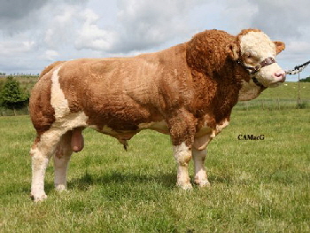 Omorga Samson